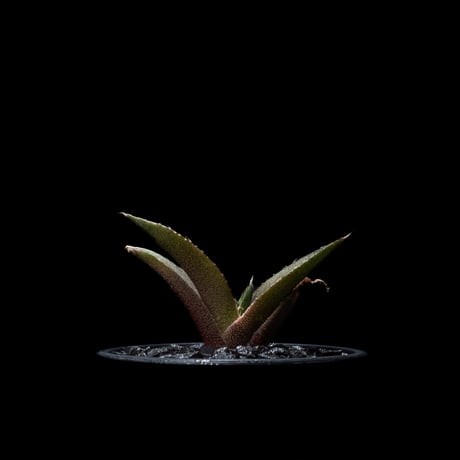 アガベ チタノタ 黒豹・ダイヤモンド / Agave titanota ‘Black Panther’ #1