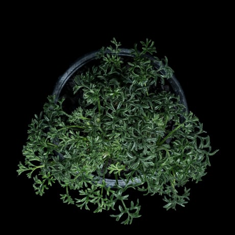 ペラルゴニウム ヒストリクス / Pelargonium hystrix #2