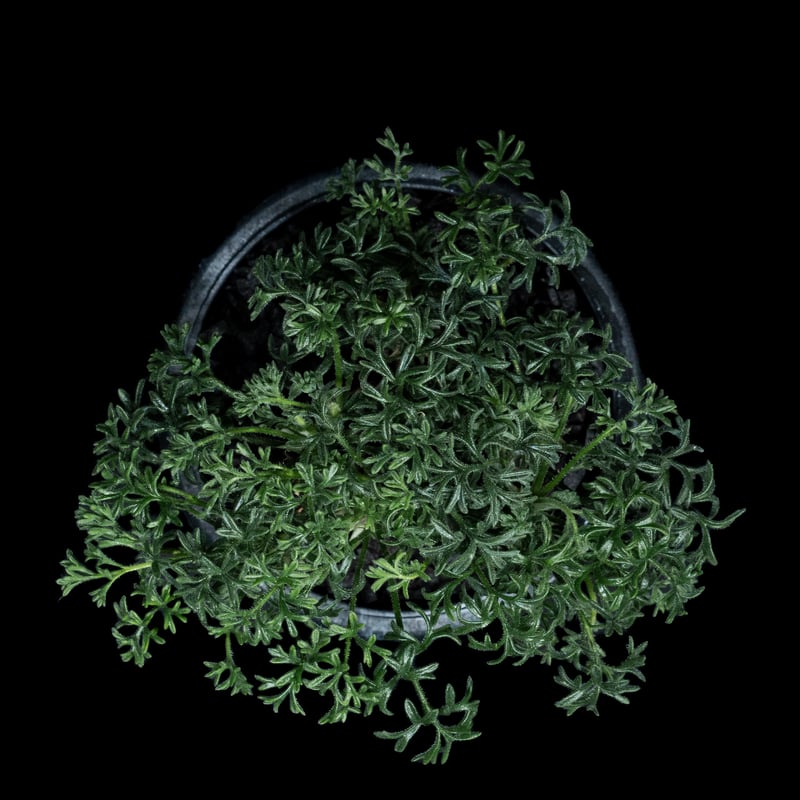 ペラルゴニウム ヒストリクス ペラルゴニウム：ヒストリクス 2.5号鉢植え の通販 | 園芸ネット