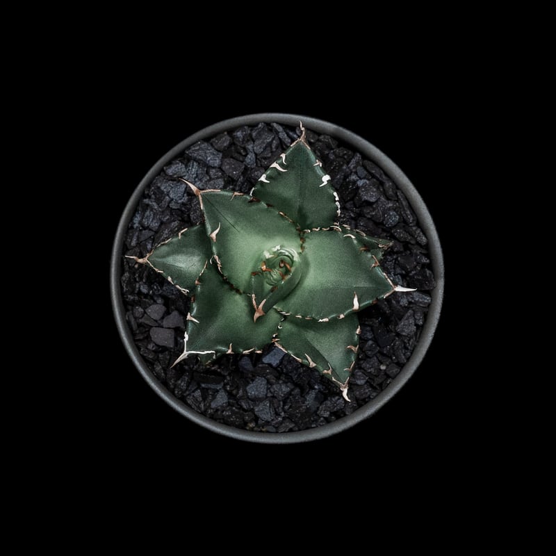 アガベ・チタノタ 夕映厳竜 / Agave titanota 'Solar Eclipse' アガベ・チタノタ 夕映厳竜 / Agave titanota 'Solar Eclipse'