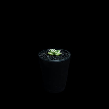 アガベ 王妃笹の雪 A型 白覆輪斑 ピンキー / Agave filifera var. compacta 'Pinky' #2
