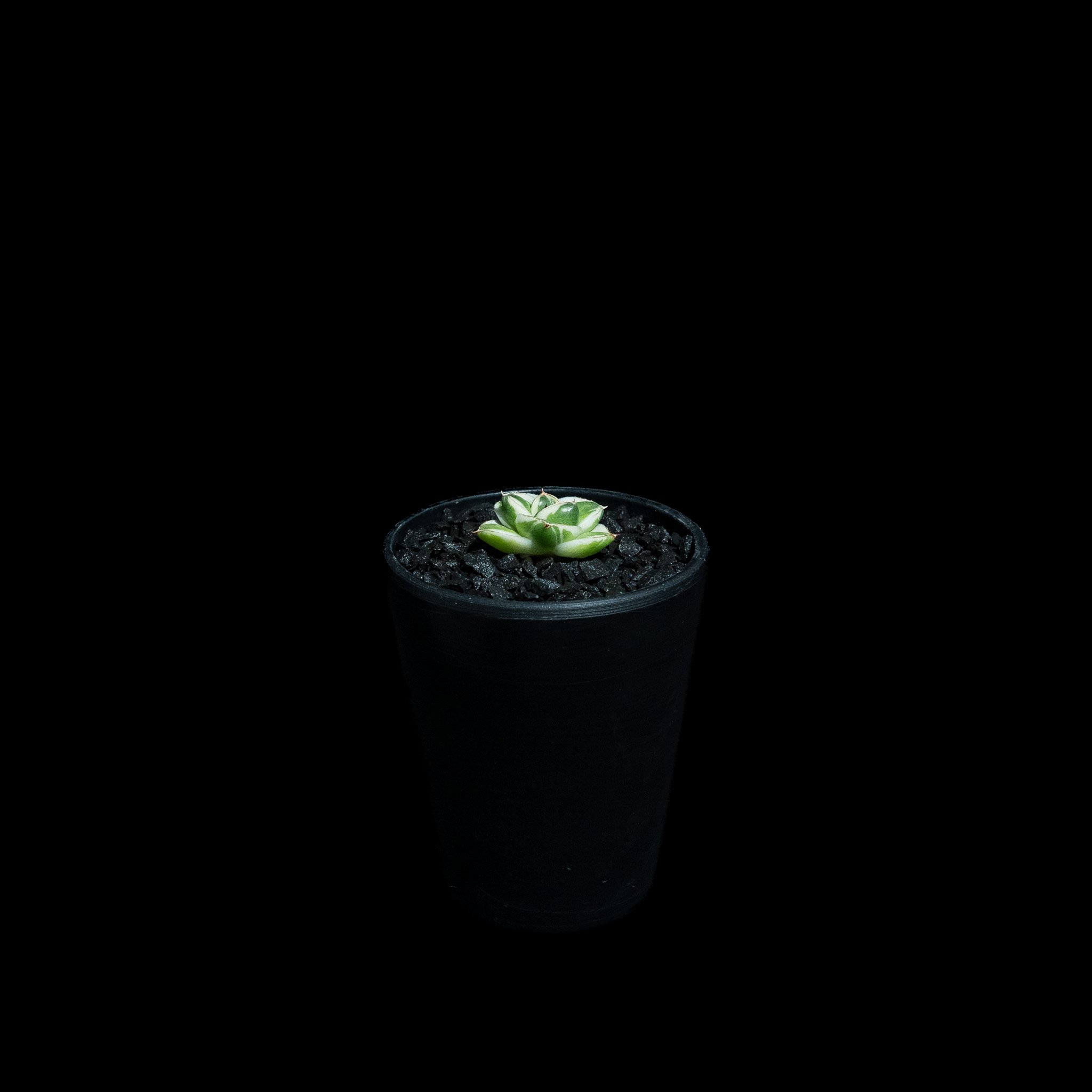 アガベ 王妃笹の雪 A型 白覆輪斑 ピンキー / Agave filifera var. co