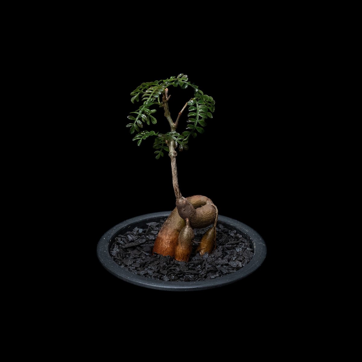 オペルクリカリアパキプスOperculicarya pachypus オペルクリカリア パキプス / Operculicarya pachypus #9 | Du