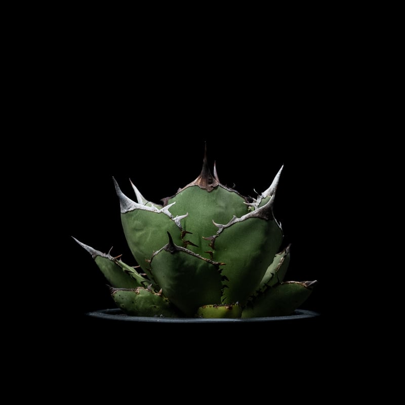 アガベ チタノタ 熊猫 / Agave titanota 'Panda' #1 | Ducks