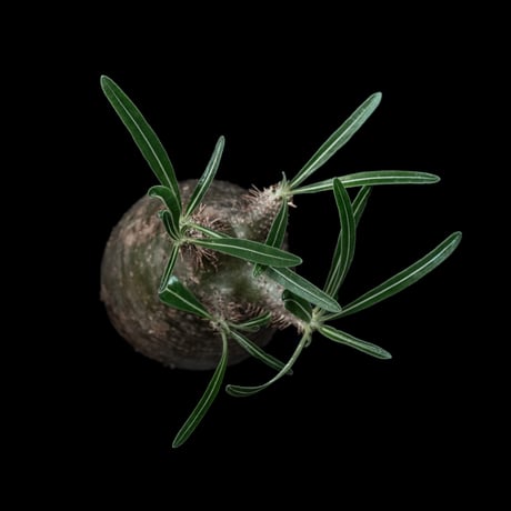 パキポディウム グラキリス / Pachypodium rosulatum var. gracilius #30