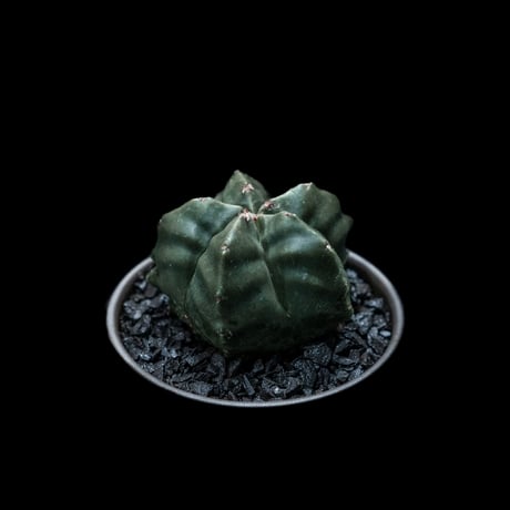 アストロフィツム 亀甲碧瑠璃鸞鳳玉 / Astrophytum myriostigma var. nudum