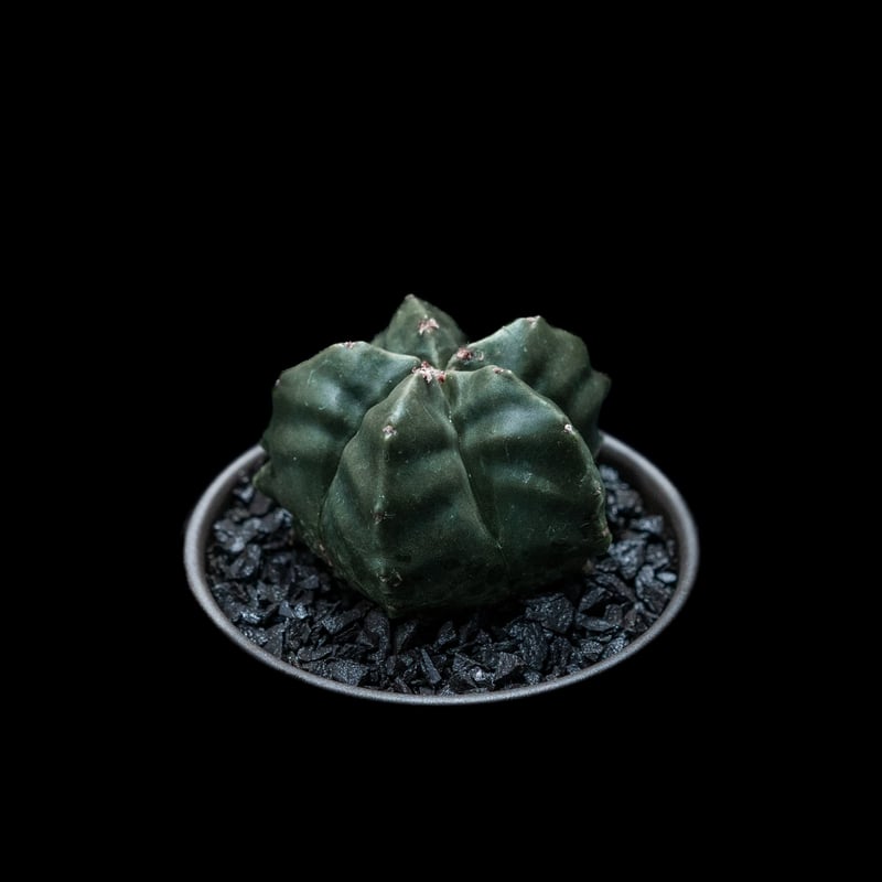 26 亀甲碧瑠璃鸞鳳玉　自根鉢付　Astrophytum myriostigma 26 亀甲碧瑠璃鸞鳳玉 自根鉢付 Astrophytum myriostigma - メルカリ