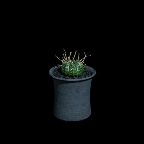 ユーフォルビア バリダ / Euphorbia meloformis ssp. valida #7