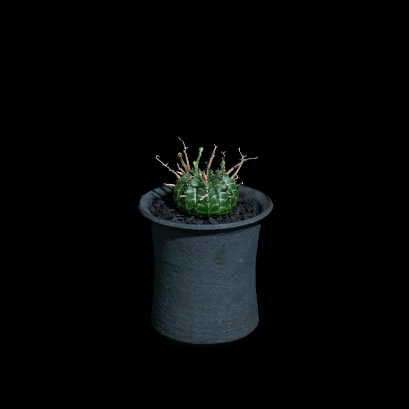 ユーフォルビア バリダ / Euphorbia meloformis ssp. valida