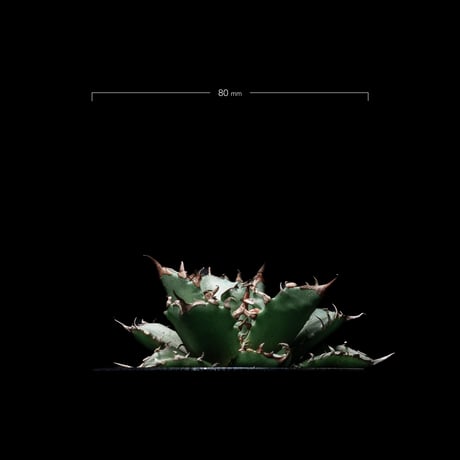 アガベ チタノタ 姫厳竜 / Agave titanota ‘Dwarf’ #6