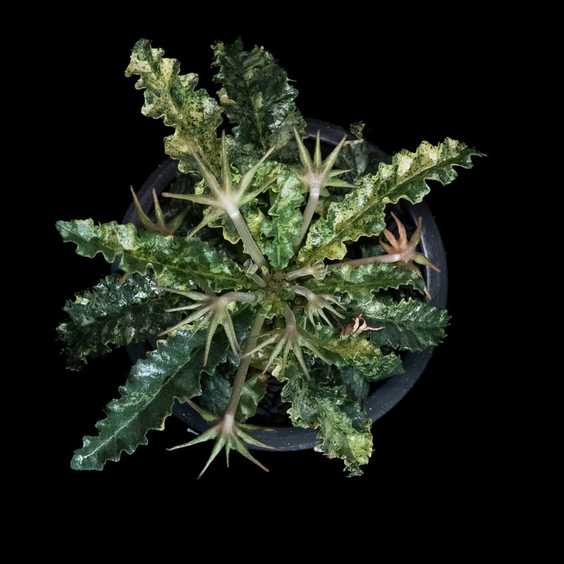 ドルステニア フォエチダ 錦 / Dorstenia foetida f. variegata