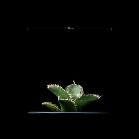 アガベ チタノタ 鯊魚劍 / Agave titanota ‘Shark Sword’ #3