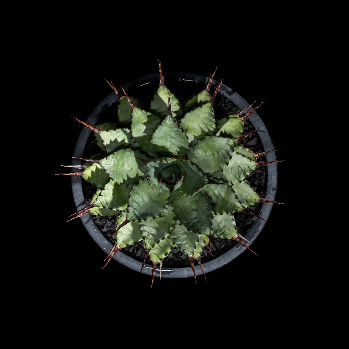 アガベ 八荒雷神 / Agave potatorum × macroacantha #1 | アガベ 八荒雷神 / Agave potatorum × macroacantha #1 |