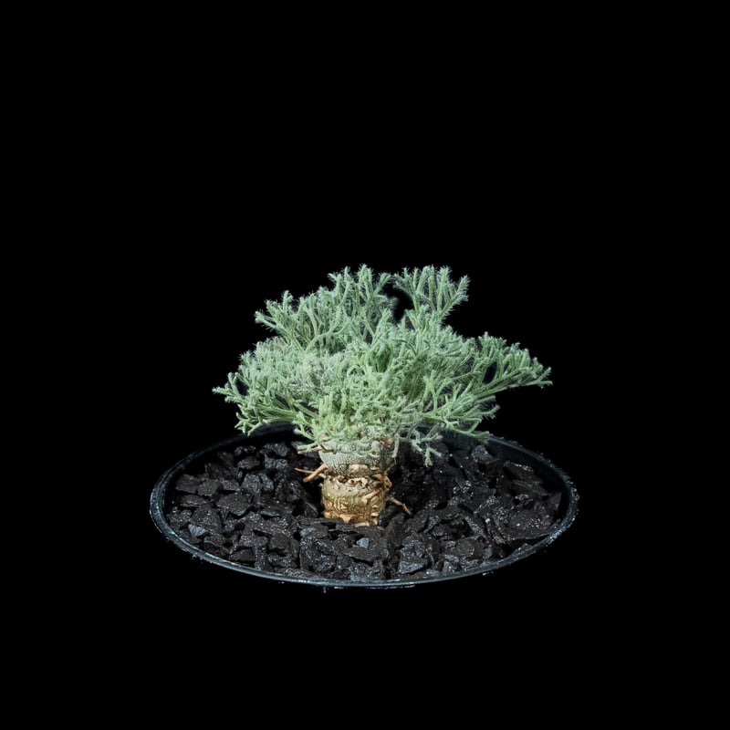 モンソニア ペニクリナム / Monsonia peniculina #14 | Ducks