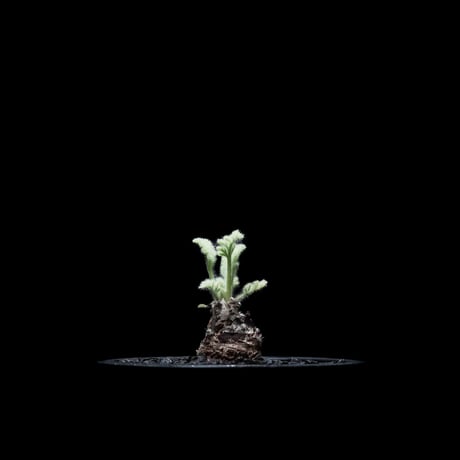 ペラルゴニウム アッペンディクラツム / Pelargonium appendiculatum #2