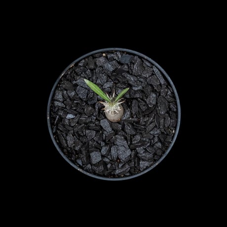 パキポディウム グラキリス / Pachypodium rosulatum var. gracilius #6