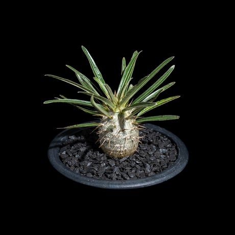 パキポディウム グラキリス / Pachypodium rosulatum var. gracilius #69