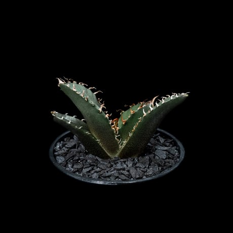 アガベ チタノタ 白鯨 / Agave titanota ‘White Whale’ #26