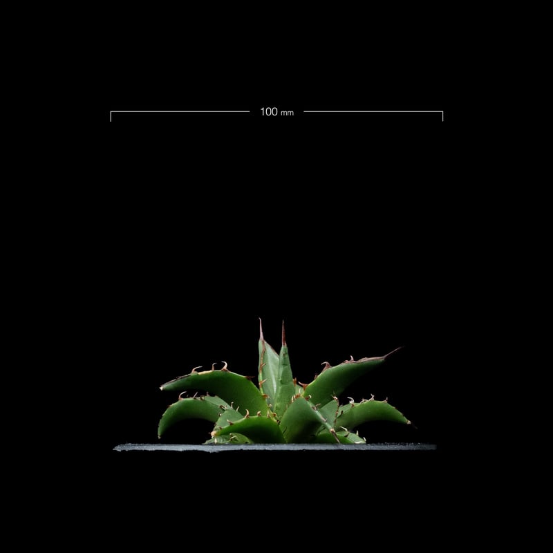 アガベ ホリダ / Agave horrida ssp. horrida #1 | Ducks