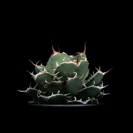 アガベ チタノタ 柊月 / Agave titanota ‘Syūgetsu’ #1
