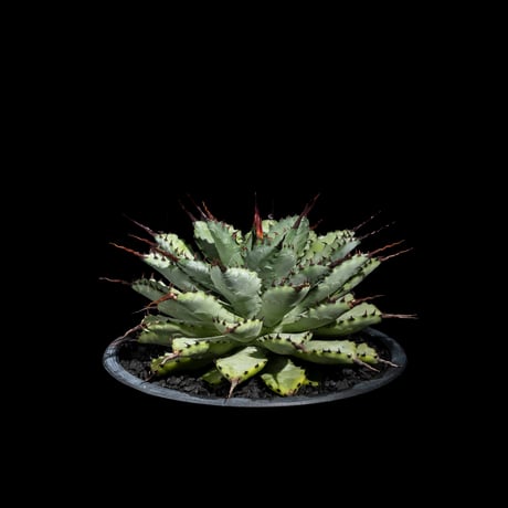 アガベ 八荒雷神 / Agave potatorum × macroacantha #1