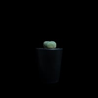 ロフォフォラ 銀冠玉 / Lophophora williamsii var. decipiens #3