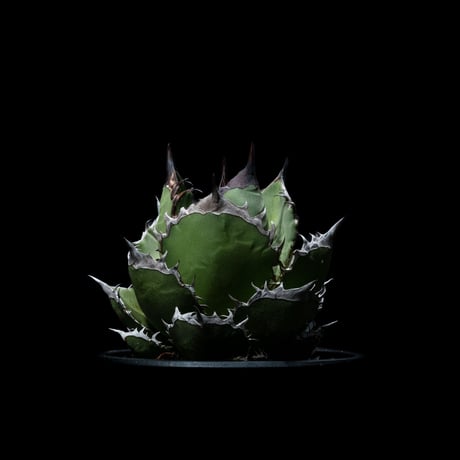 アガベ チタノタ 黒火焔 / Agave titanota ‘Black Fire’ #4