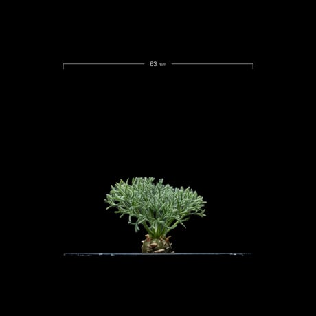 モンソニア ペニクリナム / Monsonia peniculina #18