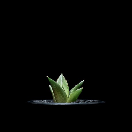アガベ チタノタ ハデス / Agave titanota ‘Hades’ #3