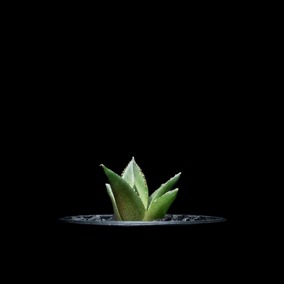 アガベ チタノタ ハデス / Agave titanota 