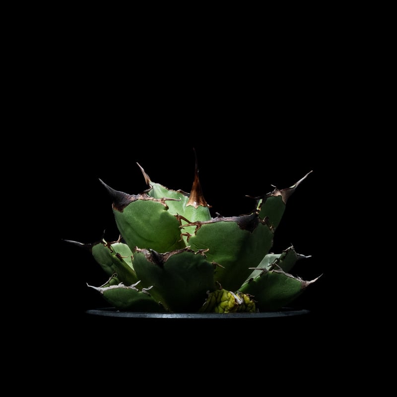 アガベ チタノタ 黒豹・ダイヤモンド / Agave titanota 'Black
