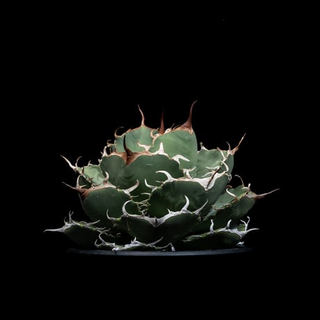アガベ チタノタ 柊月 / Agave titanota ‘Syūgetsu’ #1