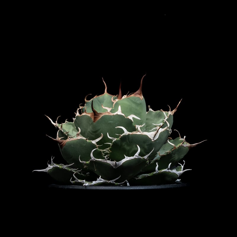 アガベ チタノタ 柊月 / Agave titanota 'Syūgetsu' #1 | Du アガベ チタノタ 柊月 / Agave titanota 'Syūgetsu' #1 | Du