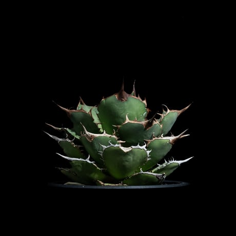アガベ チタノタ 熊猫 / Agave titanota ‘Panda’ #1