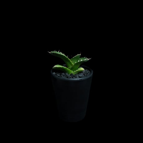 アガベ チタノタ 白犀牛 カキ仔 / Agave titanota ‘White Rhino’ #2
