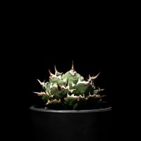 2084多肉植物 アガベ　ピンキー　王妃笹の雪A型　白覆輪斑 アガベ 王妃笹の雪 A型 白覆輪斑 ピンキー / Agave filifera var. co