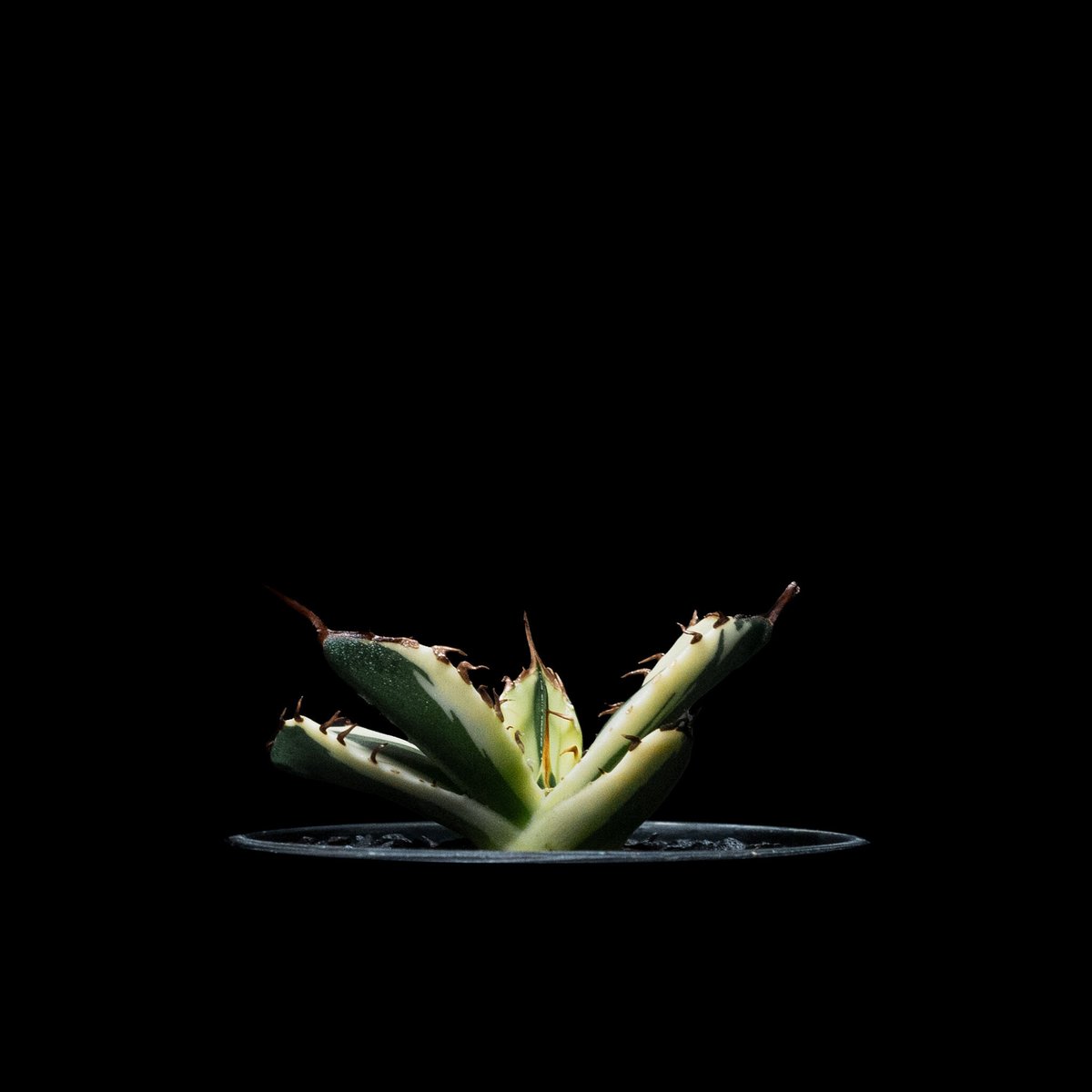 アガベ チタノタ スナグルトゥース / Agave titanota 'Snaggle Too...