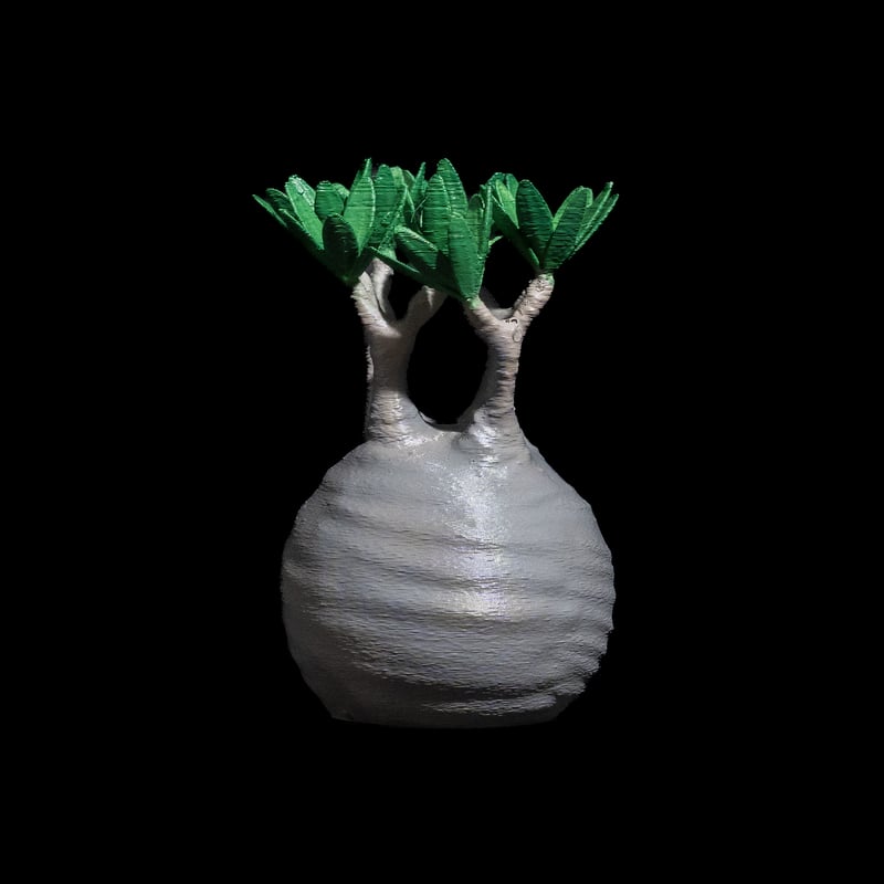 パキポディウム　グラキリス　アガベ　フィギュア Amazon.co.jp: パキポディウム グラキリス 特大株 発根未確認