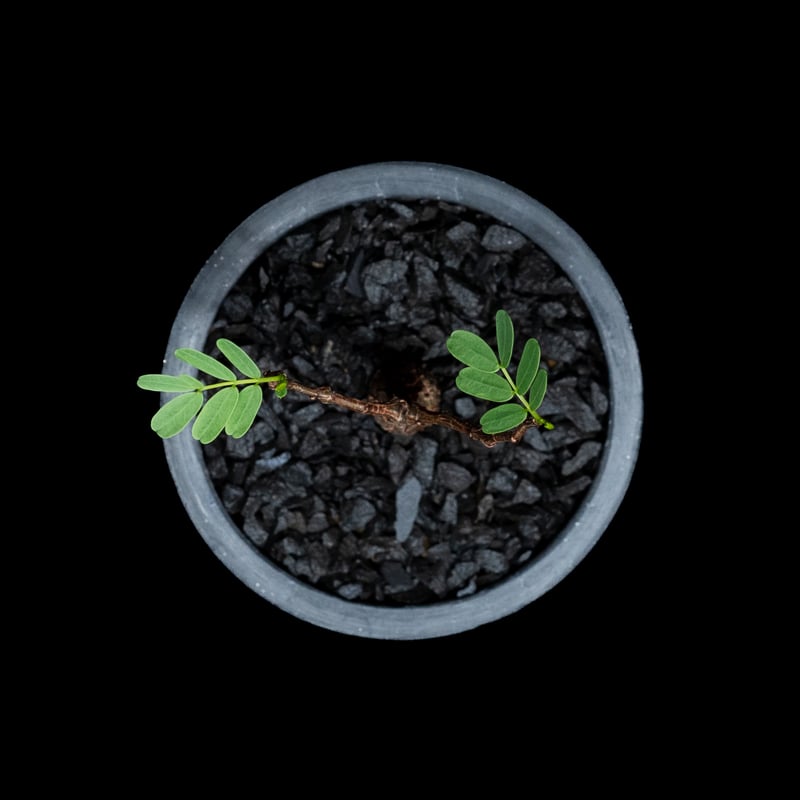 センナ メリディオナリス / Senna meridionalis #14 | Ducks (