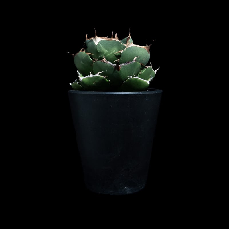 アガベ チタノタ ジャガーノート 純血 / Agave titanota