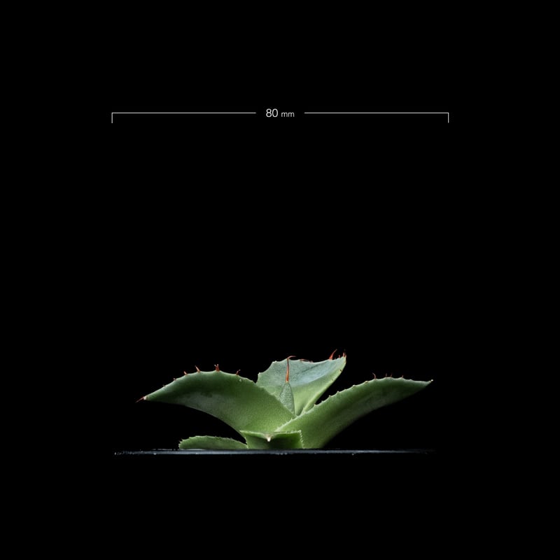 アガベ パリー トルンカータ / Agave parryi var. truncata #5