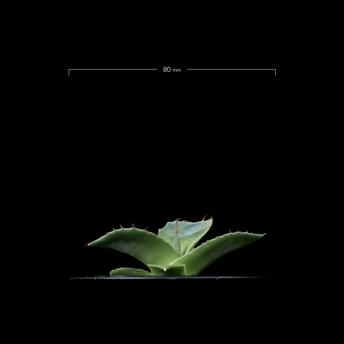 アガベ パリー トルンカータ / Agave parryi var. truncata #5