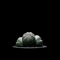 ユーフォルビア オベサ [多頭タイプ] / Euphorbia obesa f.caespitosa #3