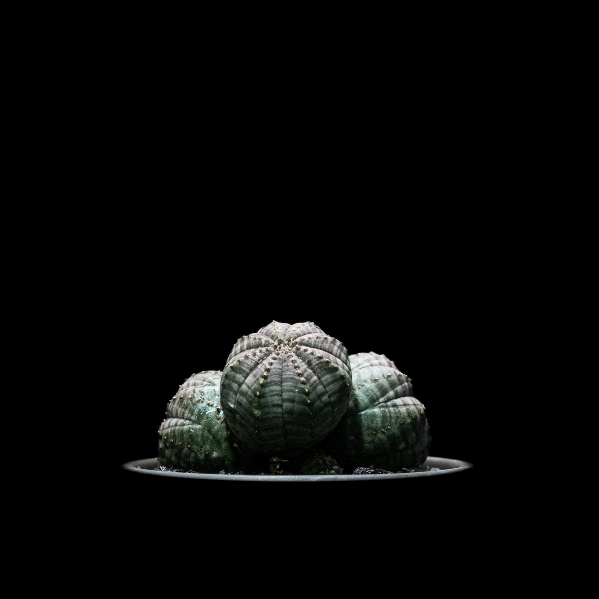 激レア 希少 多頭 選抜 ユーフォルビア オベサ Euphorbia obesa ユーフォルビア・オベサ | 希少種子 | 世界中へ配送 | 今すぐ購入 |