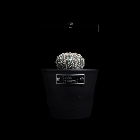 アストロフィツム アステリアス V-type / Astrophytum asterias 'V-type' #6