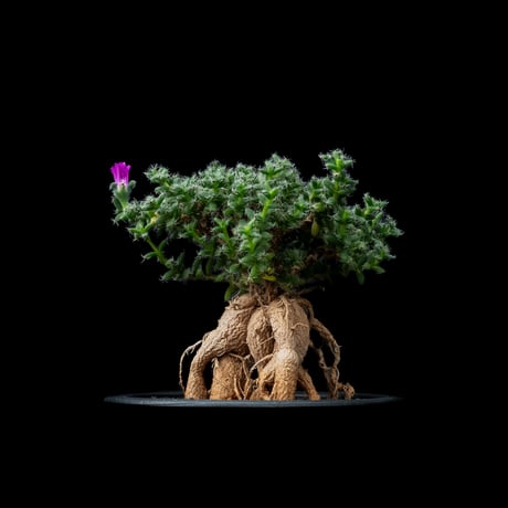 トリコディアデマ ブルボスム / Trichodiadema bulbosum #10