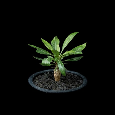 フォークイエリア プルプシー / Fouquieria purpusii #1