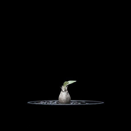 パキポディウム グラキリス / Pachypodium rosulatum var. gracilius #14