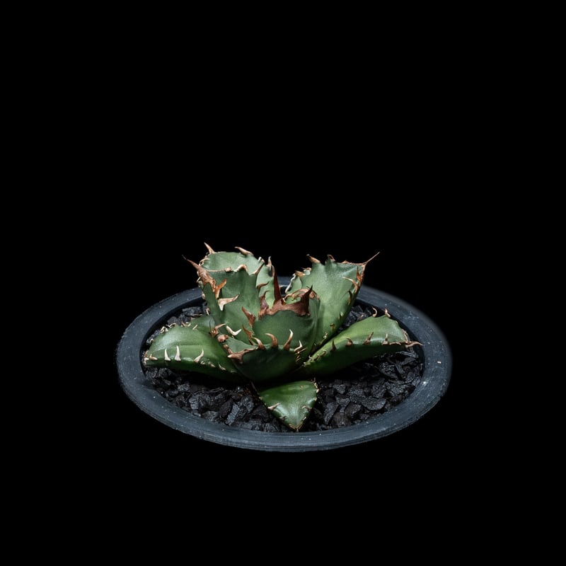 おトク情報がいっぱい！ アガベ agave 姫厳竜 チタノタ 植物