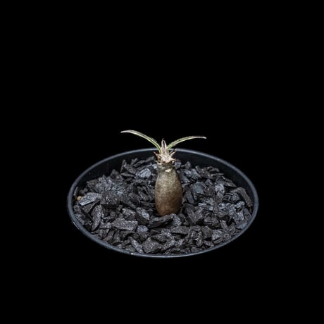 パキポディウム グラキリス / Pachypodium rosulatum var. gracilius #15